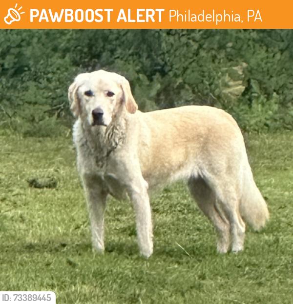 Found/Stray Male Dog last seen Falls Road + Conshohocken Ave, Fairmount Park, Philadelphia, PA 19131