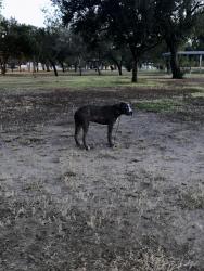 Found/Stray Male Dog last seen Near W La Vista Ave, McAllen, TX 78501, McAllen, TX 78501