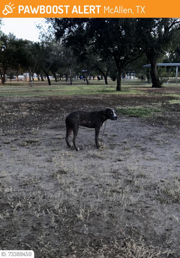 Found/Stray Male Dog last seen Near W La Vista Ave, McAllen, TX 78501, McAllen, TX 78501