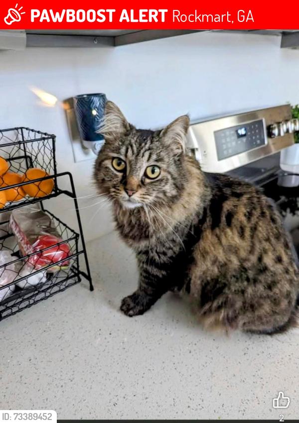 Lost Female Cat last seen Carlton Drive/Mountain View ests, Rockmart, GA 30153
