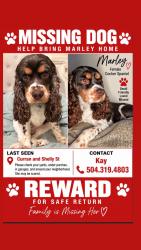 Lost Female Dog last seen Shelly st and Curran, New Orleans, LA 70126