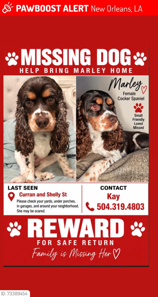 Lost Female Dog last seen Shelly st and Curran, New Orleans, LA 70126