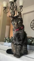Lost Female Cat last seen Off eldorado at panther creek ests, Frisco, TX 75035
