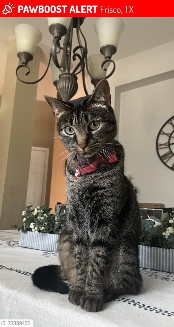 Lost Female Cat last seen Off eldorado at panther creek ests, Frisco, TX 75035