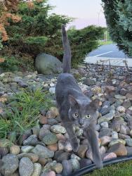 Found/Stray Unknown Cat last seen Powertex, Eau Claire, WI 54701