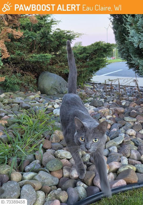 Found/Stray Unknown Cat last seen Powertex, Eau Claire, WI 54701