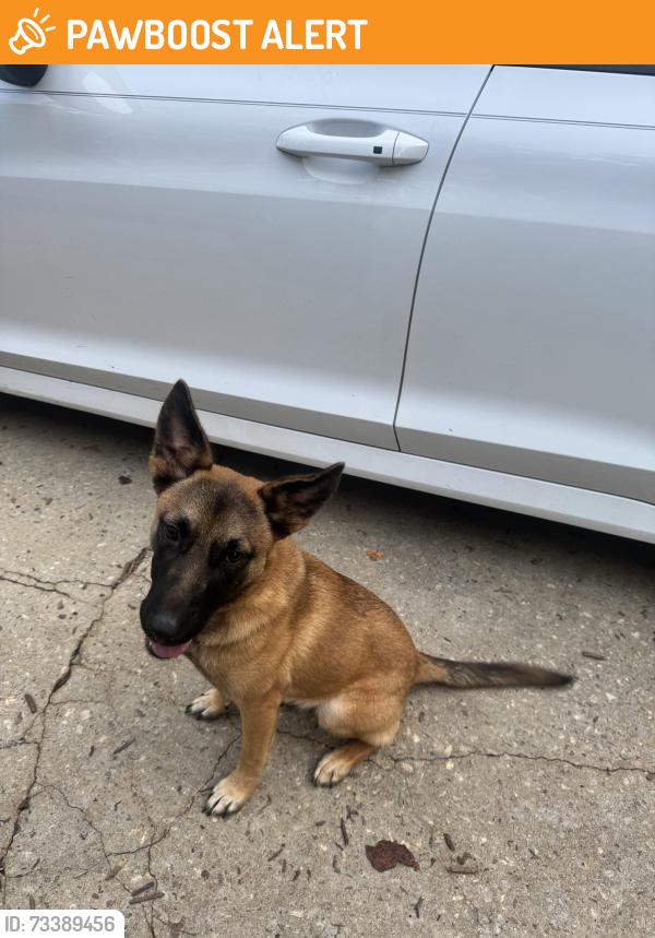 Found/Stray Female Dog last seen Lawrence rd, Anderson County, SC 29624