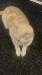 Reunited Male Cat last seen Subway, Stringtown Road Shopping center, Clarksburg, MD 20871