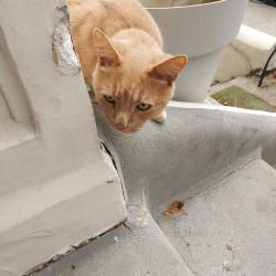 Found/Stray Unknown Cat last seen The Elm Pub North End Road, Greater London, England W14 9QH