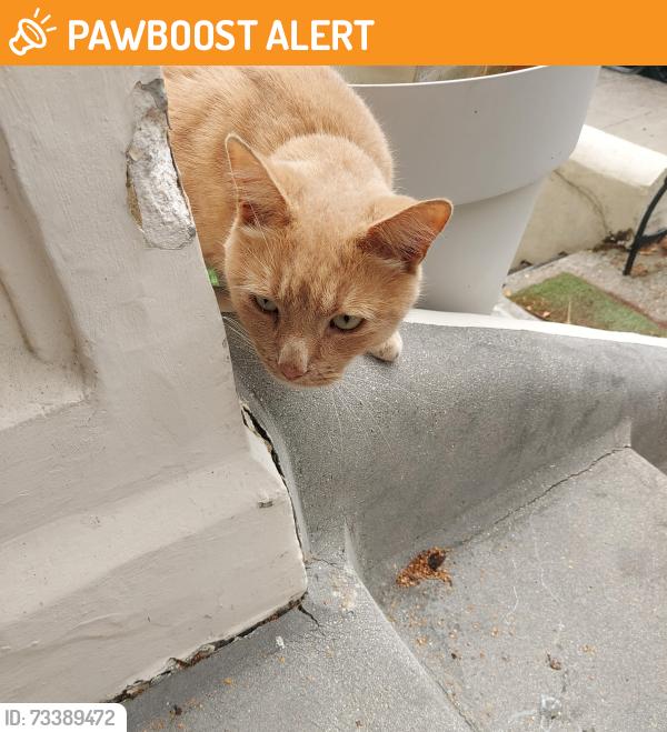 Found/Stray Unknown Cat last seen The Elm Pub North End Road, Greater London, England W14 9QH