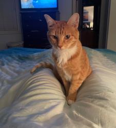 Lost Male Cat last seen Summerton Crescent, Sherwood Park, AB 