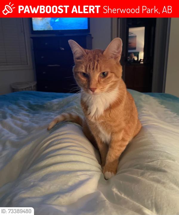 Lost Male Cat last seen Summerton Crescent, Sherwood Park, AB 