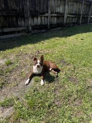 Lost Male Dog last seen Walmart on Broward BLVD, Fort Lauderdale, FL 33312