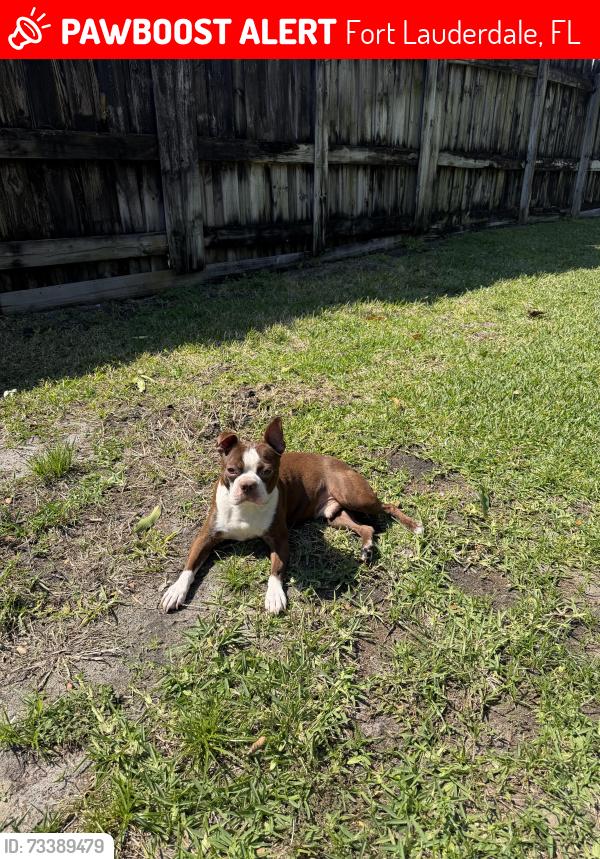 Lost Male Dog last seen Walmart on Broward BLVD, Fort Lauderdale, FL 33312