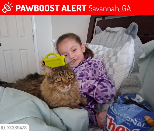 Lost Female Cat last seen Georgetown, Savannah, GA 31419