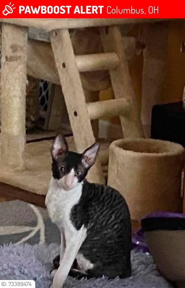 Lost Male Cat last seen Ravine’s of McNaughten -McNaughten Road, Columbus, OH 43213