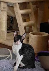 Lost Male Cat last seen Ravine’s of McNaughten -McNaughten Road, Columbus, OH 43213