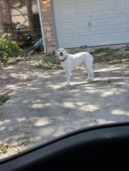 Found/Stray Female Dog last seen Flacon meadow drive, Converse, TX 78109