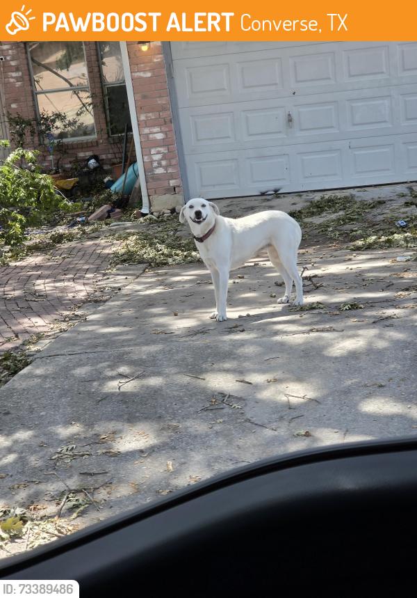 Found/Stray Female Dog last seen Flacon meadow drive, Converse, TX 78109