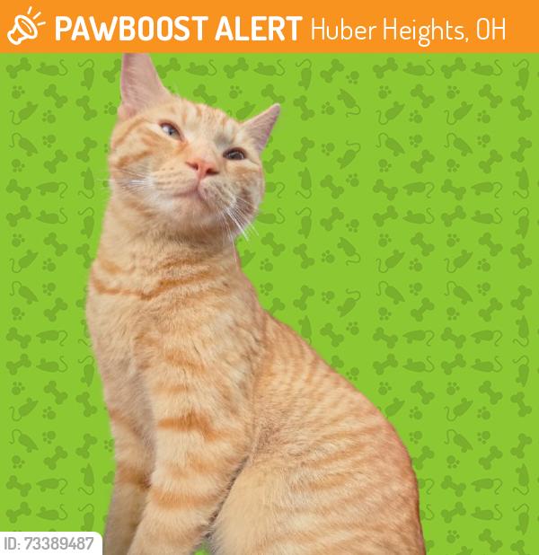 Found/Stray Male Cat last seen Corner of Fishburg and 202 at Casey's gas station, Huber Heights, OH 45424
