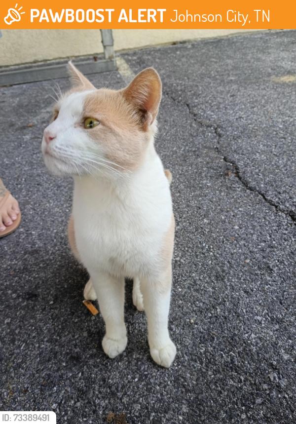 Found/Stray Male Cat last seen It's at the act on Boone's creek road. He's hanging out in the employee smoking section behind the building, Johnson City, TN 37615