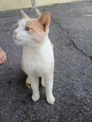 Found/Stray Male Cat last seen It's at the act on Boone's creek road. He's hanging out in the employee smoking section behind the building, Johnson City, TN 37615