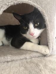 Lost Male Cat last seen Fields in between Dorchester Road and Hurley Close, Great Sankey, England 