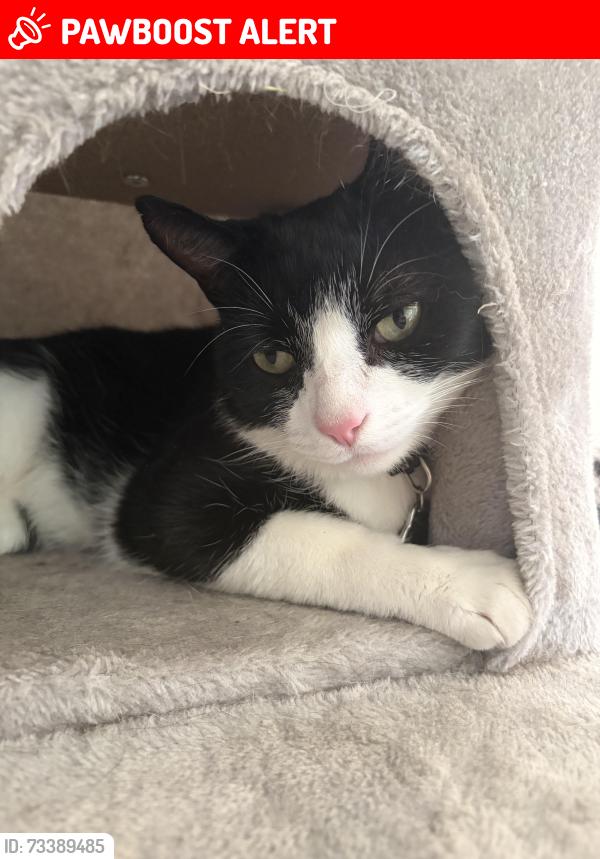 Lost Male Cat last seen Fields in between Dorchester Road and Hurley Close, Great Sankey, England 
