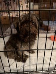 Found/Stray Unknown Dog last seen Near and Schoenherr, Sterling Heights, MI 48312
