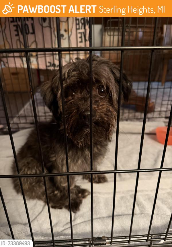 Found/Stray Unknown Dog last seen Near and Schoenherr, Sterling Heights, MI 48312
