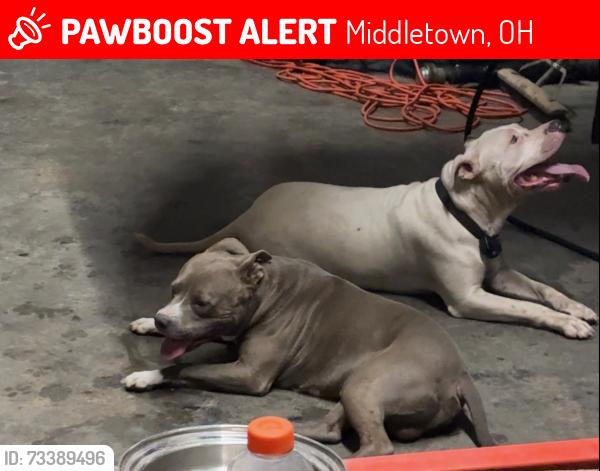 Lost Female Dog last seen South verity and Oxford state, Middletown, OH 45044