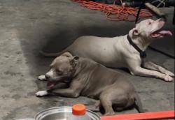 Lost Female Dog last seen South verity and Oxford state, Middletown, OH 45044