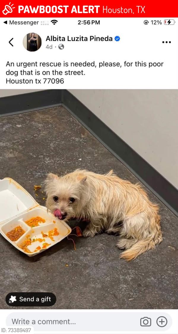 Lost Female Dog last seen By Shell gas station, Houston, TX 77034