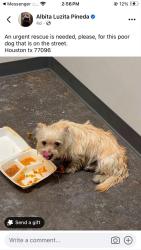 Lost Female Dog last seen By Shell gas station, Houston, TX 77034