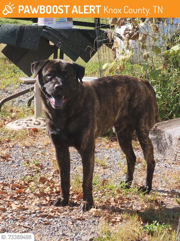 Found/Stray Male Dog last seen Moshina Rd and strawberry plains pike, Knox County, TN 37914