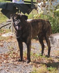 Found/Stray Male Dog last seen Moshina Rd and strawberry plains pike, Knox County, TN 37914