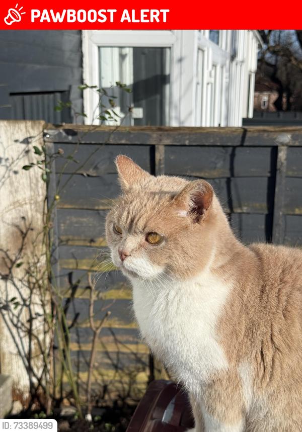 Lost Male Cat last seen Smedley Road, Cheetham Hill, England 