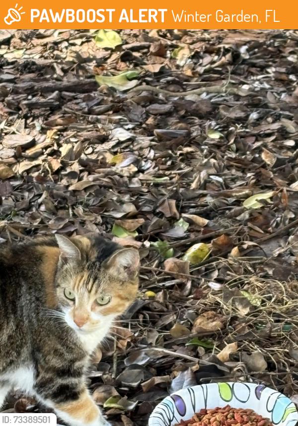 Found/Stray Female Cat last seen Lake cove pointe, Winter Garden, FL 34787