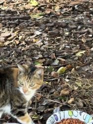 Found/Stray Female Cat last seen Lake cove pointe, Winter Garden, FL 34787