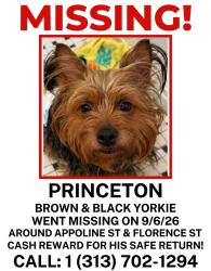 Lost Male Dog last seen Purtain, Detroit, MI 48235