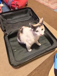 Lost Female Cat last seen On Granada block away from Aldama Elementary, Los Angeles, CA 90042