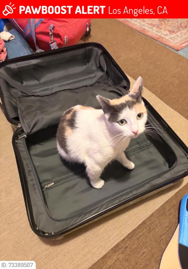Lost Female Cat last seen On Granada block away from Aldama Elementary, Los Angeles, CA 90042