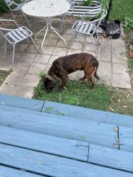 Found/Stray Male Dog last seen E Ormsby Ave and S Jackson, Louisville, KY 40203
