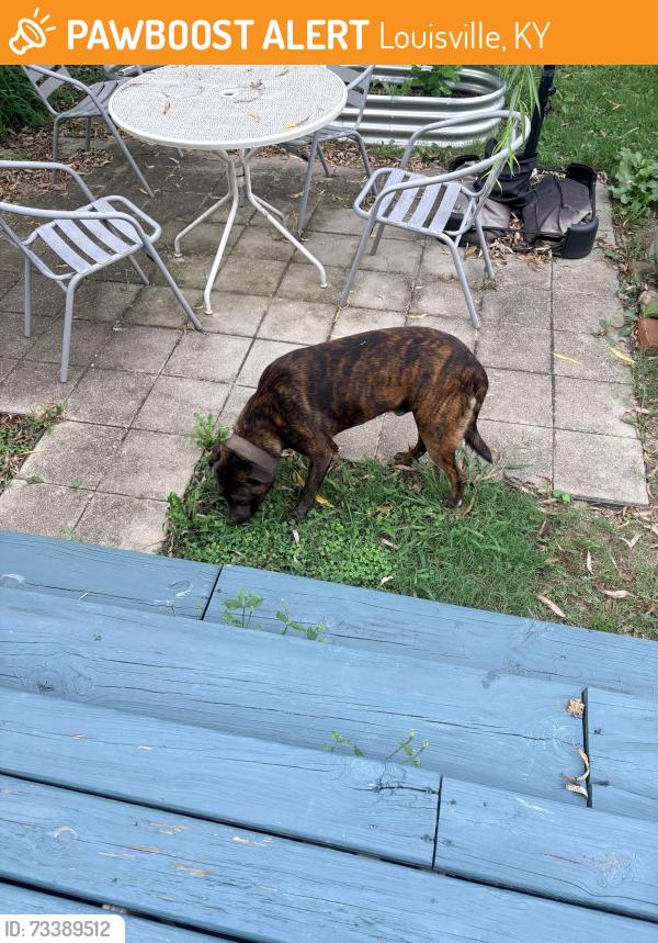 Found/Stray Male Dog last seen E Ormsby Ave and S Jackson, Louisville, KY 40203