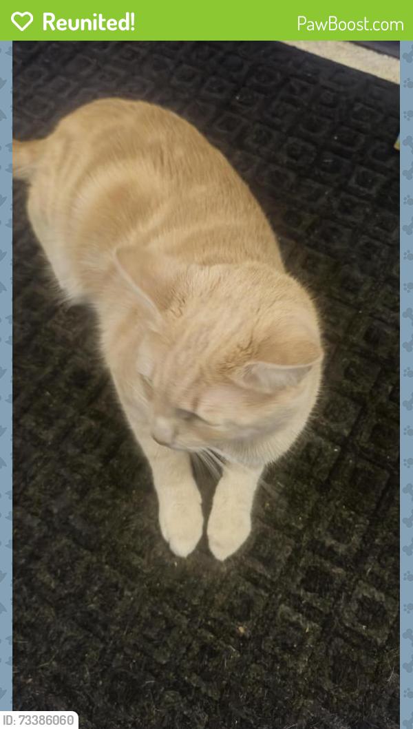 Reunited Male Cat last seen Subway, Stringtown Road Shopping center, Clarksburg, MD 20871