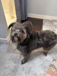 Found/Stray Male Dog last seen Lakewood and Harwood Rds, Carney, Carney, MD 21234