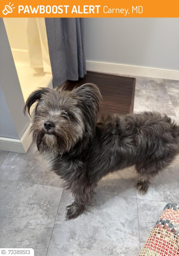 Found/Stray Male Dog last seen Lakewood and Harwood Rds, Carney, Carney, MD 21234