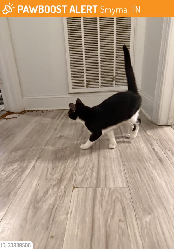Found/Stray Male Cat last seen Old Nashville Hwy, Smyrna, TN 37167