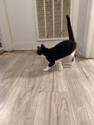 Found/Stray Male Cat last seen Old Nashville Hwy, Smyrna, TN 37167