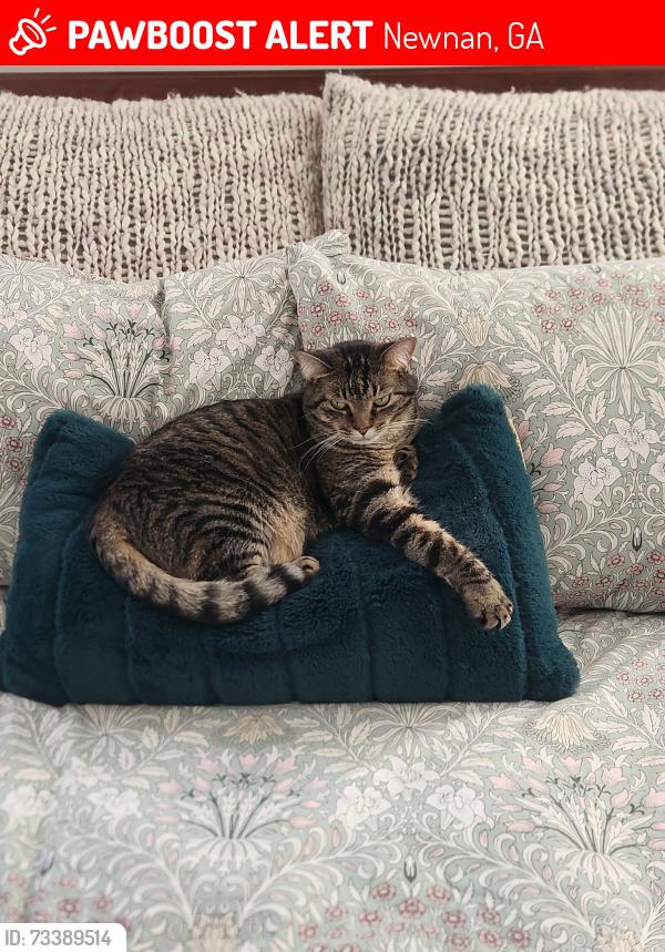 Lost Female Cat last seen Lower Fayetteville, Newnan, GA 30265